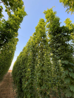 2da6d3e2-9e27-414d-98e8-ad6bc5906dcb