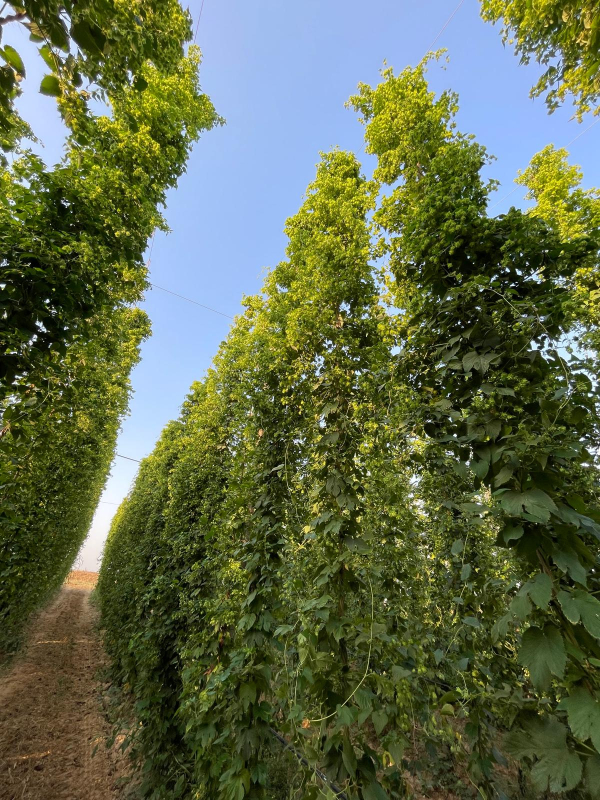 2da6d3e2-9e27-414d-98e8-ad6bc5906dcb