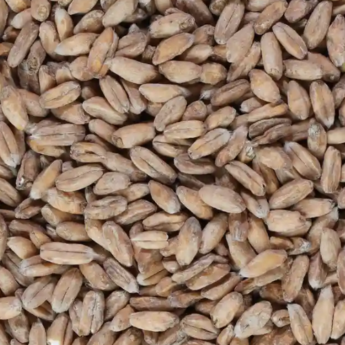 malt épautre
