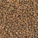 malt blé