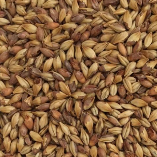 malt cara