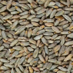 malt seigle